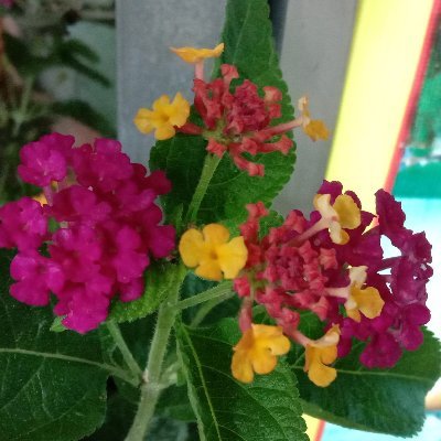 IanaBTh's profile picture. Manager