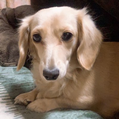 jennifer_komame's profile picture. 願いは一つ村井マーティが実現しますように❣️