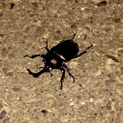 田舎者です。夜に散歩するとカブト虫に会えたりする所に住んでます。