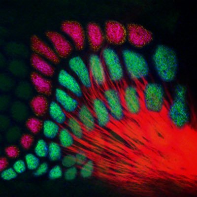@GLB_Lab