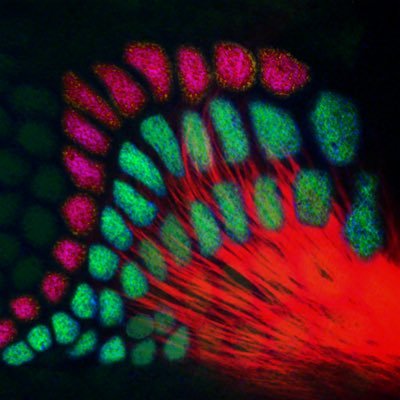 Development, Plasticity and Regeneration of Thalamocortical Circuits @NeuroAlc