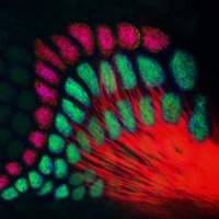 Lopez_Bendito Lab (@glb_lab) 's Twitter Profile Photo Lopez_Bendito Lab (@glb_lab) 's Twitter Profile Photo