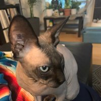 TheTruthHertz (@alberta_anon) 's Twitter Profile