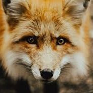 Depenador1942's profile picture. Eu não tenho PENA, arranco!