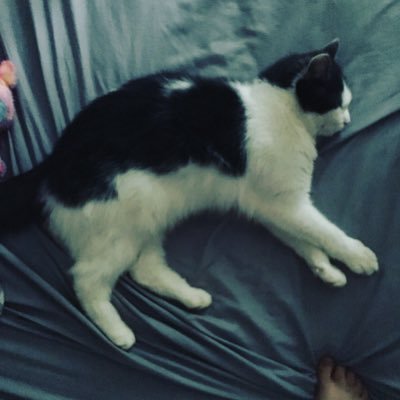 LylaRippy's profile picture. This is my alt so don’t bother