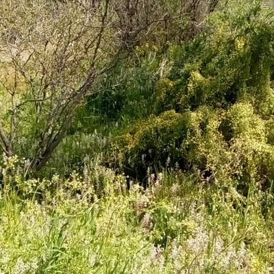 Solo__Despierto's profile picture. 