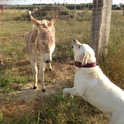 Vergelitana i gironina adoptiva. Mare de la Irene i en Joan.