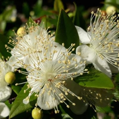 Producteurs de plantes aromatiques et fleurs comestibles à Bonifacio, #huilearomatisée, #geléedaromatique, #chutneys #mezze