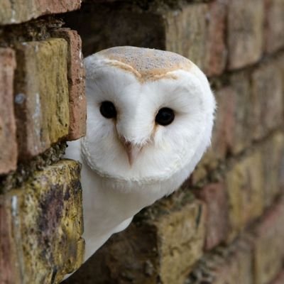 jHS2ZktdTKJeOoh's profile picture. 