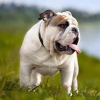 Bulldog Barks (@bulldogbarksshs) 's Twitter Profile Photo Bulldog Barks (@bulldogbarksshs) 's Twitter Profile Photo