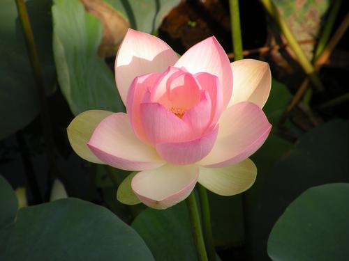 PignosePenelope's profile picture. 