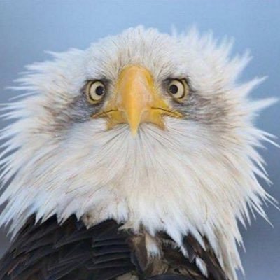 CrzyPills's profile picture. vote blue no matter who! #fucktrump #fuckElon