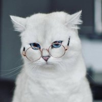 litmused. (@litmused) 's Twitter Profile