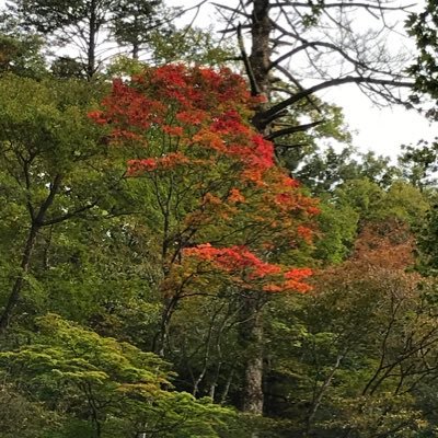 Twitter復帰! お料理勉強中🍳気になったもの勝手にリツイートさせていただきます😊フォロバ100、漏れてたら言ってください♪