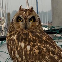 Janet Huffman (@jlyonhuff) 's Twitter Profile