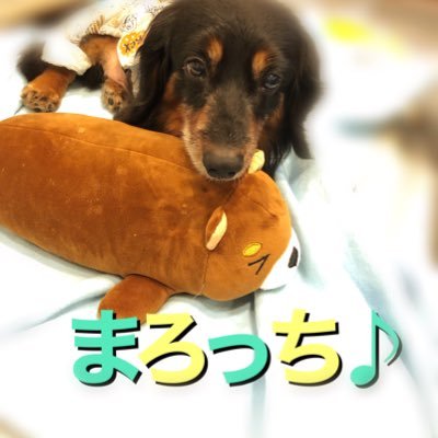 仔犬のようなまろっちは、15歳。まろっちの豪快な食事をYouTube配信しています♪お昼12時にupしていますので、良かったら見てください！まだTwitter不慣れですがよろしくお願いします♪ YouTube、まろっちチャンネル登録もよろしくお願いします♪