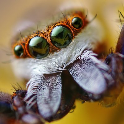 HentziaP's profile picture. Yeah, spiders are cool.