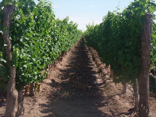 Juanpabloluna's profile picture. Director General