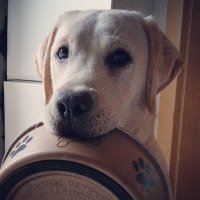 Asgard (@labradorasgard) 's Twitter Profile