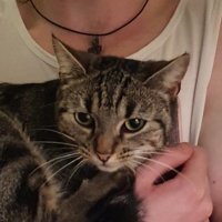 Dan (@swiftbackhand) 's Twitter Profile