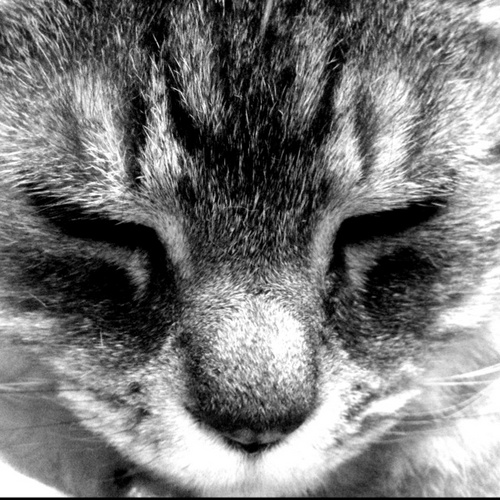 国境無き猫もふ団員にして、堕魂宗門徒かつ目覚めよ人類なEnlightened。ダム湖に心癒される系男子のニョロニョロかつ🥕名誉ジョジ民🥕でJOJI SHIP乗船中🌱です。ちなみに、本名は Quentin Chamberlain らしいですぞ！