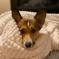 Maisey (@maisothecorgo) 's Twitter Profile