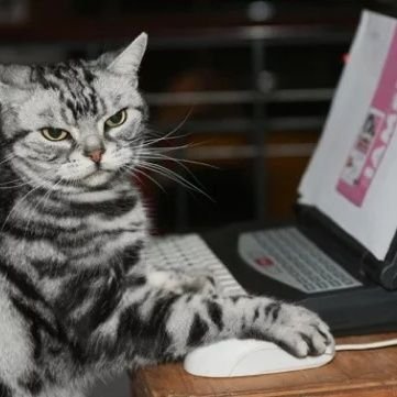 Mahallel_Mahadi's profile picture. 私は独身です