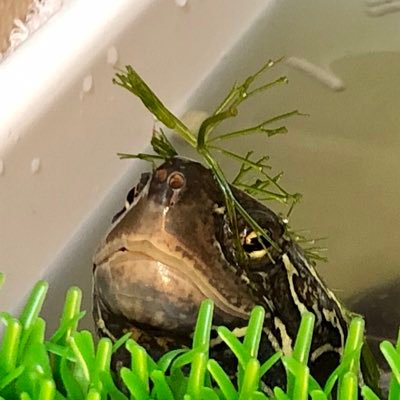 KtoToko's profile picture. クサガメ:トコさん28歳🐾🐢&世話人:クタオの徒然日記／イシガメ:コウくん⚫️🐢&ユキちゃん⚪️🐢+イエアメガエル:ボタ🌺サクラ🌸ヨモギ🌿参戦(2021.02) ／色んな生き物大好きだけどトコ様がサイツヨ✨🐢