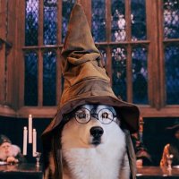 Levenson (@levenso99027441) 's Twitter Profile