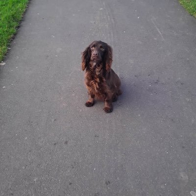 STOLEN CHOCOLATE COCKER SPANIEL https://t.co/ZOZEmofFXD