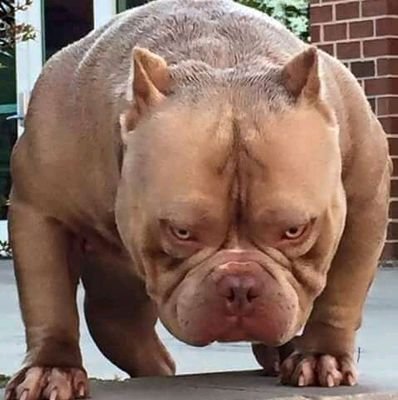 Bineo5's profile picture. NiGGAr