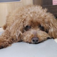 もこ (@mokomoko903) 's Twitter Profile Photo