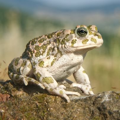 Calpot6's profile picture. Visc al pantà de l'Shrek