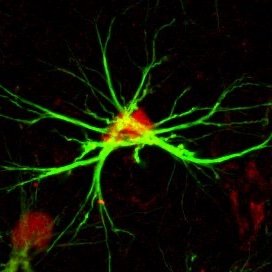 #Research team @UU_University addressing the importance of #astrocytes on synaptic tuning.