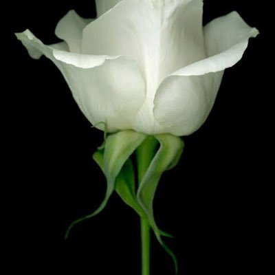 MaphiaThe's profile picture. 👑