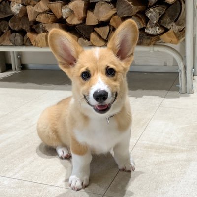 短足犬 Mumutobubu Twitter