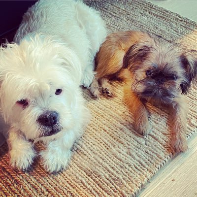 BernsteinMerz's profile picture. Cat herder at twilio. Wife and mom two tweens and three dogs.