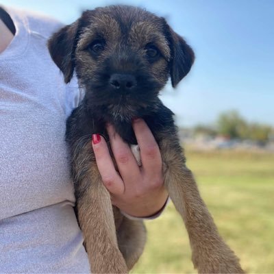 Penny Rhu is taking ova, so.... Born 7/1/20 in 🇨🇦 and 🐾🐾 to my furever home in 🇺🇸. In loving memoree of my older brofur Lord Ted 🌈 , a #BTPosse 🇬🇧 OG!