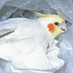 George Abe@オカメインコ捜索中 (@george_musico) Twitter profile photo George Abe@オカメインコ捜索中 (@george_musico) Twitter profile photo