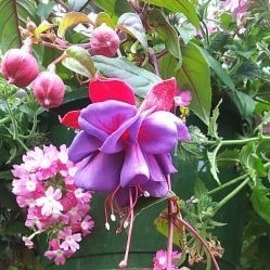 CAROLseamstress's profile picture. mom. grandma. widow. patriot. USA.