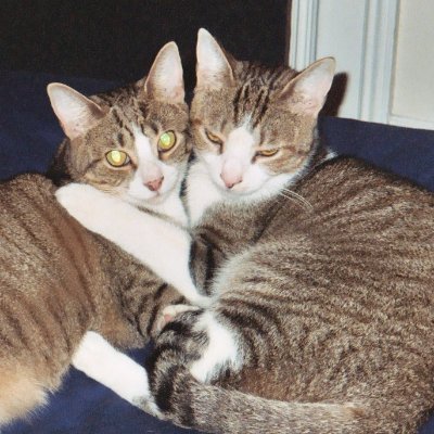 outdoorkat40's profile picture. USMNT. Democracy First. Stand with Ukraine. Cats.