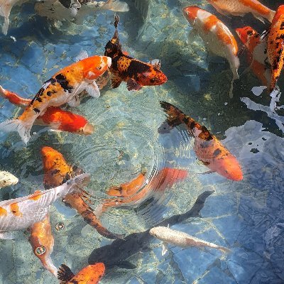 sanrocker21's profile picture. Catch ME!!