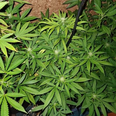 Candidradio's profile picture. Vote! #harriswalz USCG veteran. Legalize cannabis everywhere,computer repair,writer, artist,photographer, protect planet, love dogs.