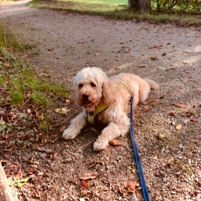 Mutter von 5 {erwachs.Kindern}, gesch.,meistens 🤩,manchmal 😓und☺️,Hundemama von Teddy🐕🦺,meinem über alles geliebten Doodelchen🐾❤️