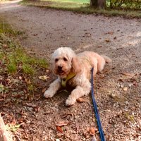 Teddydoodle (@barbarafinkenz1) 's Twitter Profile