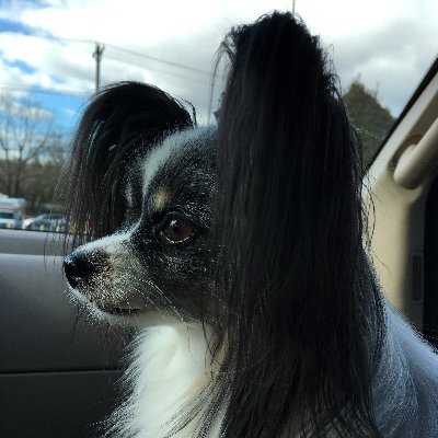 tambees's profile picture. Disclaimer: tweets are my own!