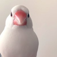 琥珀のダーリン🍉Ⅲ🕊 (@kohakunodarling) 's Twitter Profile Photo 琥珀のダーリン🍉Ⅲ🕊 (@kohakunodarling) 's Twitter Profile Photo