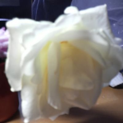 07chat29's profile picture. 🌷🐱🐶🐤🌱🇺🇦
動植物絵画好き 
辻仁成さんの日記が楽しかったのでTwitterを始めました 爆笑問題さんラジオ 早稲田政経政治学科卒 参政党の抬頭を許してはならない 支持政党なし Anti-Oligarchy Center-left Bluesky　　　#AdoptDontShop