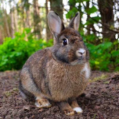 I'm an opinionated rabbit and a (legal) immigrant. I can't vote yet, but I can tweet. Not bad for a bunny huh? 🐰 Running for #botus in 2024. 🇺🇸