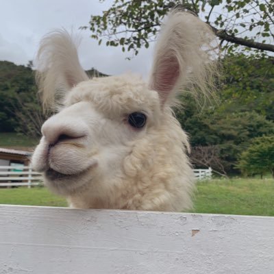 本好き社会人🙋♀️主に読了ツイート📚感想を書くのが苦手なのでほぼ本のみ呟いてます。好きなもの→ミステリー・FM802・野球・珈琲・甘い物(とくにチョコレートとクッキー)・刑事ドラマ・カピバラ。